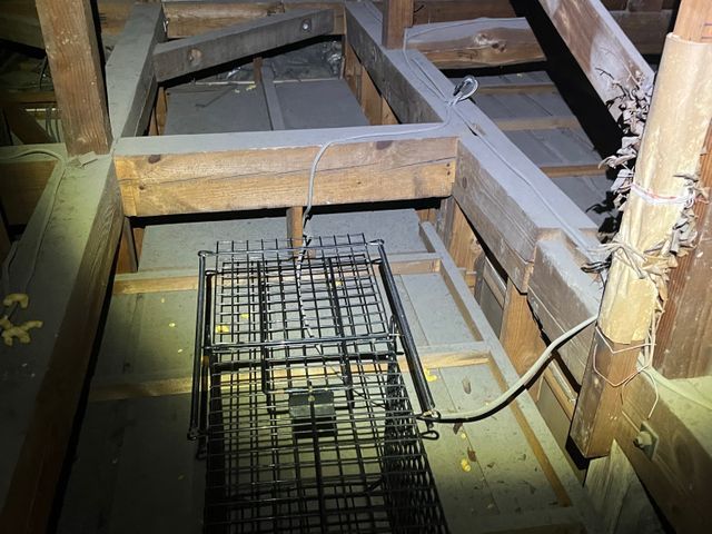 川崎から東京、千葉埼玉にお伺い致します。完全駆除いたします！無料見積もり対応。