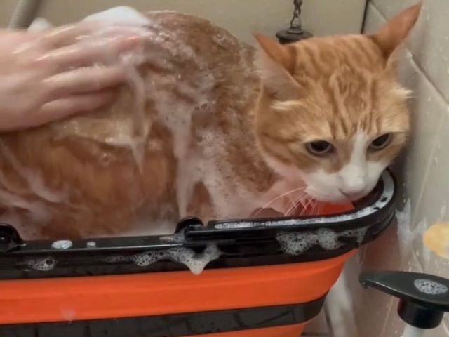 猫専門トリミング出張~自宅送迎(川口市　蕨市、北区限定　他の地域は要相談)