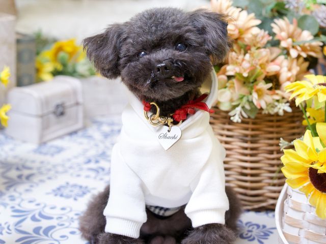 インスタフォロワー2万人！あなたのペットの最高の瞬間を引き出します