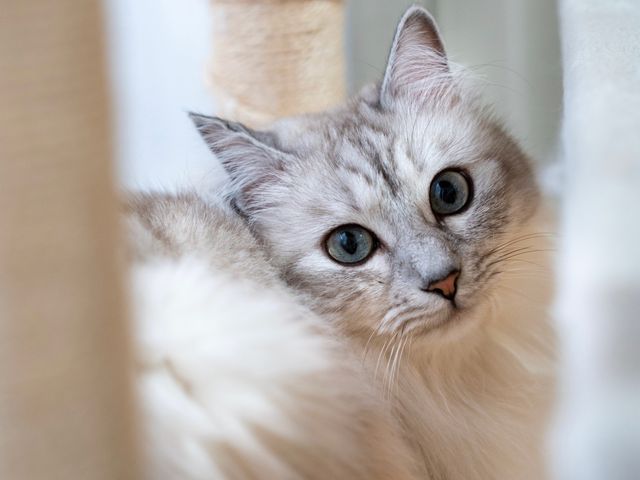 インスタフォロワー2万人！あなたのペットの最高の瞬間を引き出します