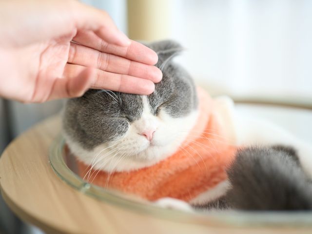 インスタフォロワー2万人！あなたのペットの最高の瞬間を引き出します