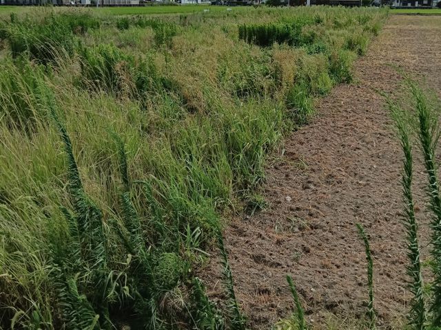 経験27年超のプロが手際よく仕上げる、お庭のケア