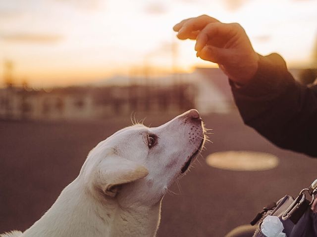 ワンチャンネコちゃん撮影