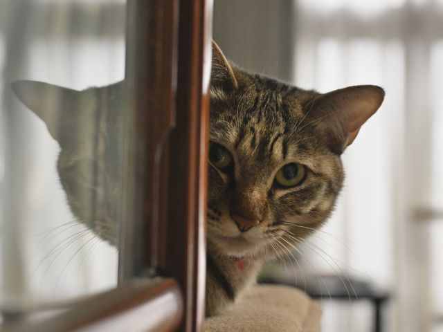 いきいきペット撮影