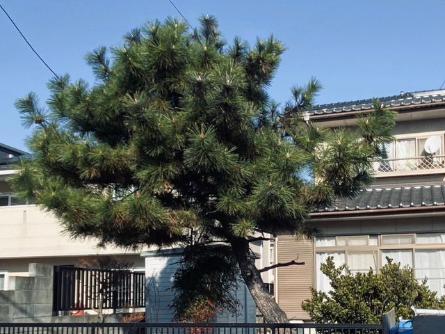 庭師専業✂【相見積の自信アリ】