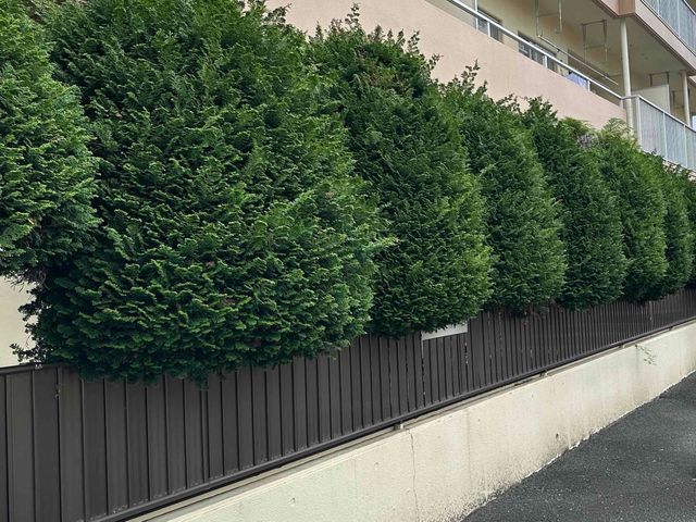【豊川市から伺います！】生垣剪定、刈り込みご相談ください。