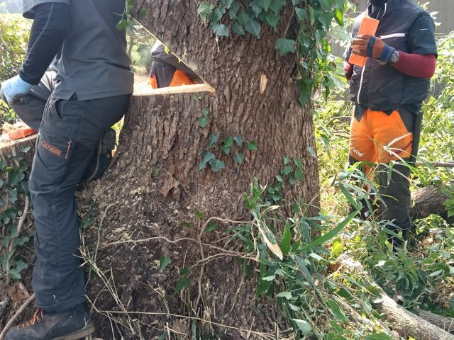 経験27年超のプロが手際よく仕上げる、お庭のケア