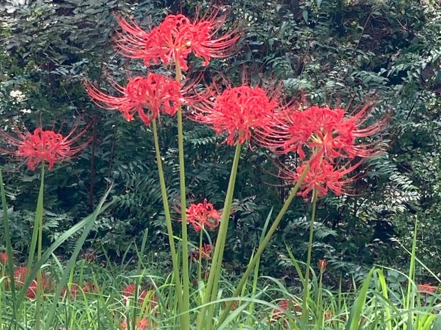 最短即日！心を込めて代行いたします。清掃、草むしり、供花、線香あげ、写真撮影。