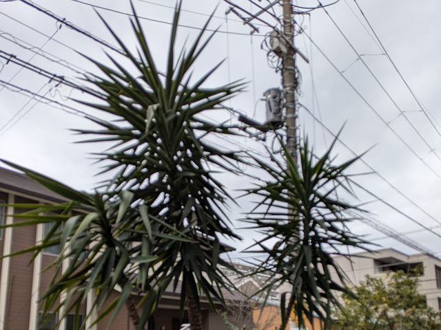 経験27年生のSTAFFが、ご満足いただけるように心を込めて剪定します。