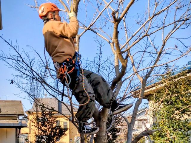 360℃パノラマ剪定！2cmの剪定。匠の技、老若男女万人受けする剪定方法！