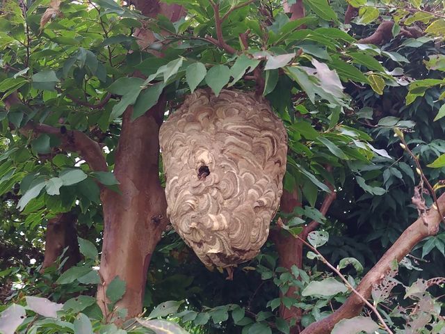 【即日対応時間空有】店長訪問/家全体調査無料☆アシナガ蜂8000円