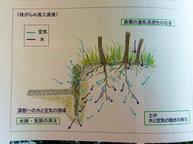 土の中に空気を入れることが1番大切です！！木が弱ったり虫がついたりする原因は？