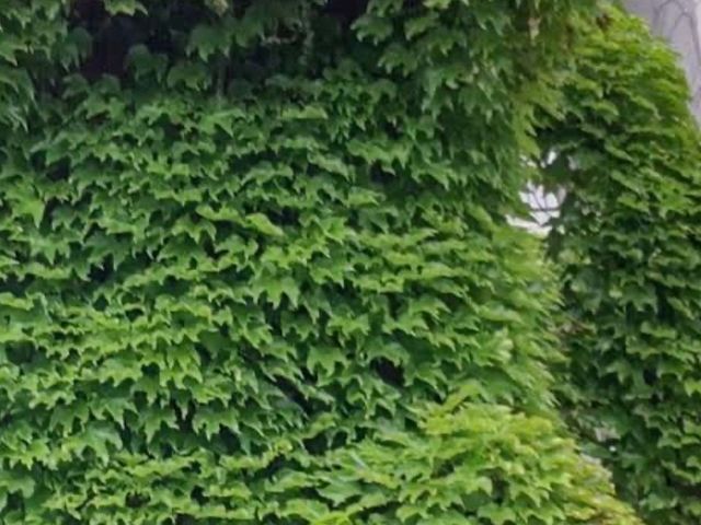 蔦取り除去外観を綺麗にします。