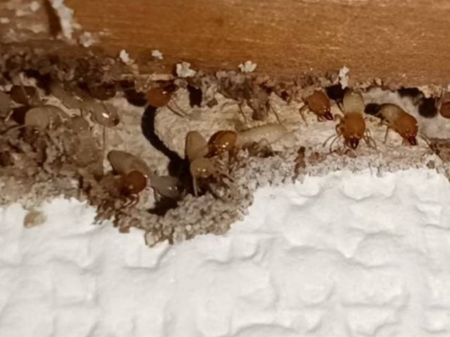 経験15年・再発0実績の防除作業監督者による安心・安全なお子様目線施工