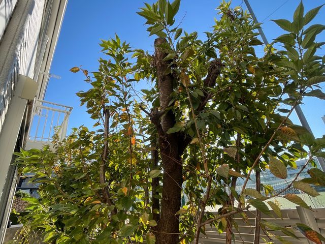 ★植木屋を一日中使い放題！★⁂予約をせずまずはお問い合わせください⁂