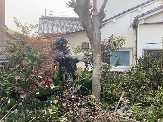 5m内外までの伐採承っております！安全に任務に忠実に！作業致します^_^