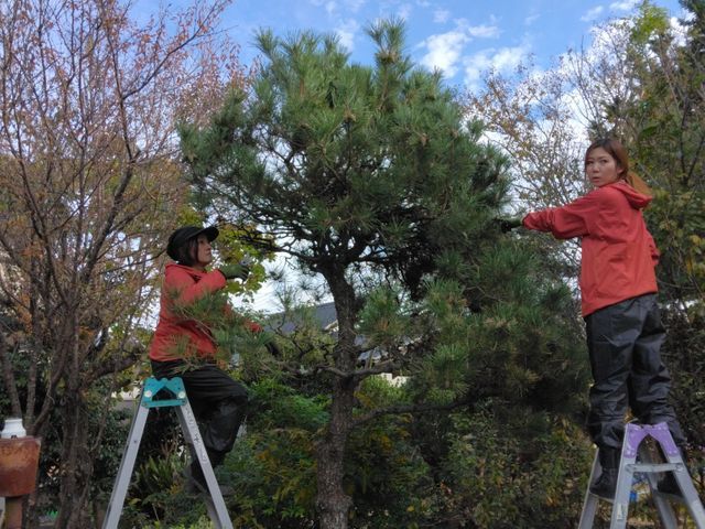 【お庭の樹木の剪定】植木のお困りごとはお任せください。