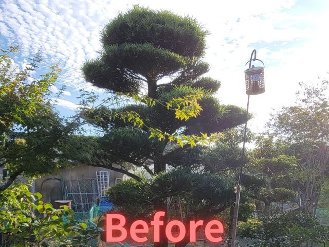 【岡山市東区発！】庭木を整えることで心も整いますよ(^-^)v