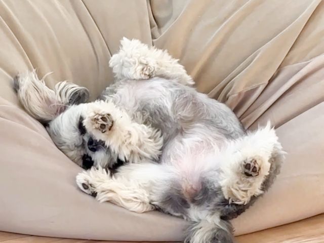 ペットシッター専門店で経験を積んだプロが対応！女性スタッフ 60分〜4800円