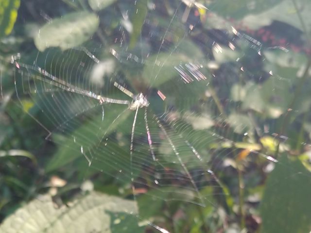 【業歴30年以上の経験と実績】　　　ころさない害虫防除はお任せください。