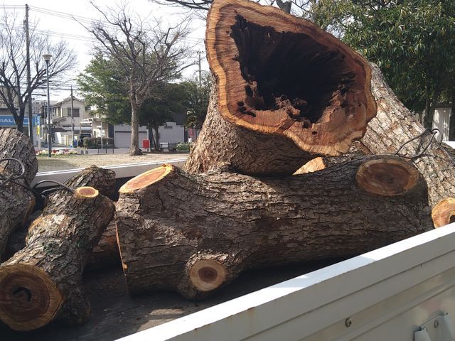庭木の伐採　地山の伐採