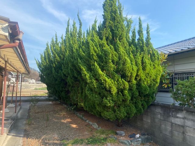 【経験10年以上】庭木の伐採・抜根｜個人宅専門・安全第一で対応