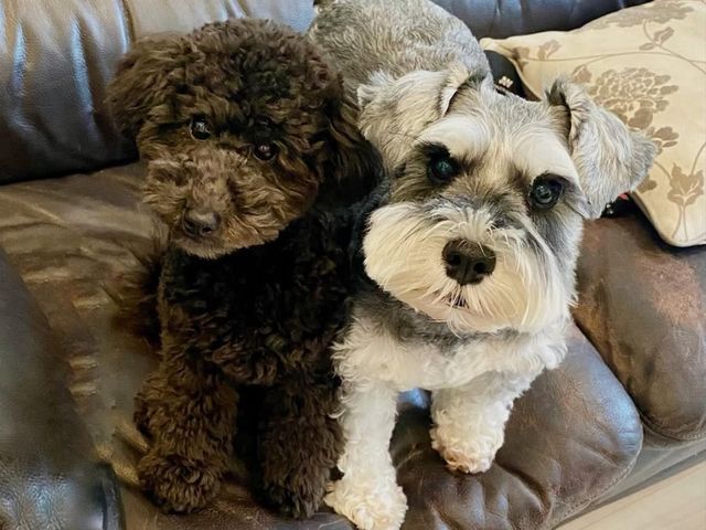 全員女性スタッフ◎愛情たっぷりお世話代行！飼い主様に寄り添います。