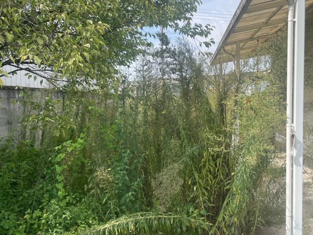 【草刈り】草刈りおまかせ下さい！精一杯対応させていただきます！