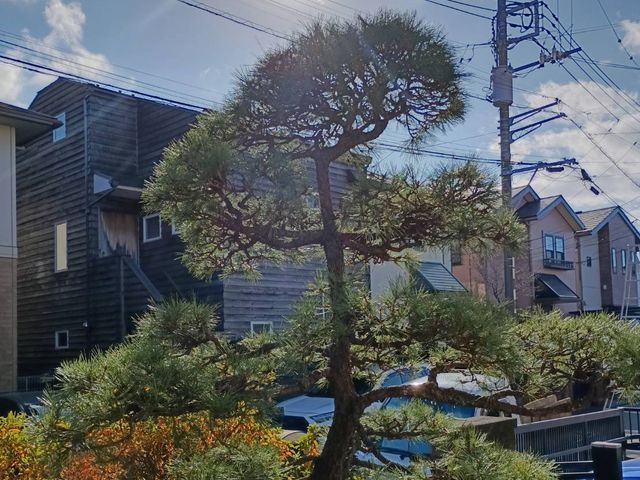 庭木のお手入れ（剪定・刈り込み・芝刈り・草刈り・除草）
