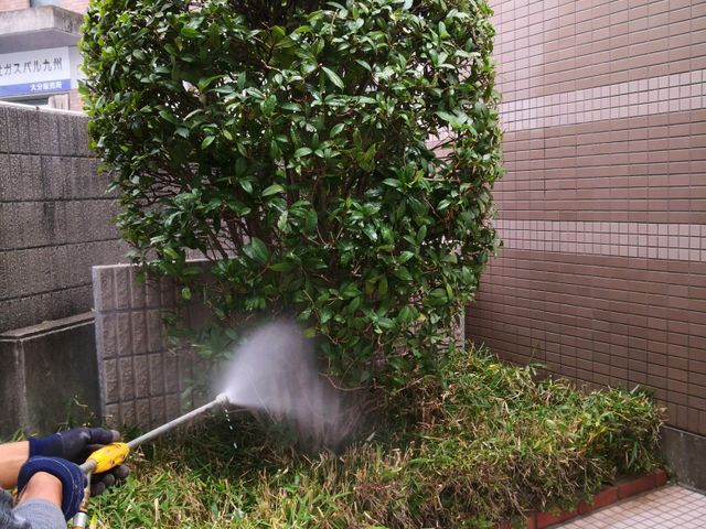 毛虫駆除当社にお任せ 岩尾造園 大分エコサービスの害虫駆除 毛虫 チャドクガ駆除 くらしのマーケット