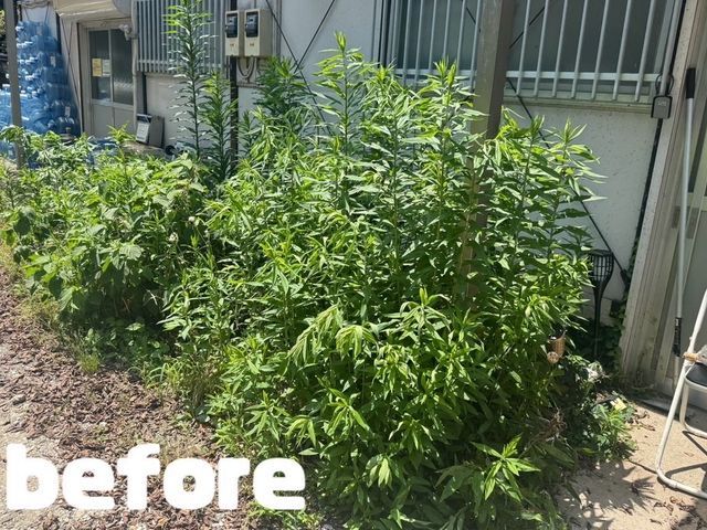 手作業の草むしりとなります♪お気軽にご相談ください♪ご立ち合い無し対応可能です♪
