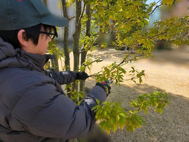 春害虫予防｜毛虫/蜂/蚊｜戸建てやオーナーさんも歓迎【追加料金なし】