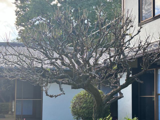 スッキリ庭木剪定