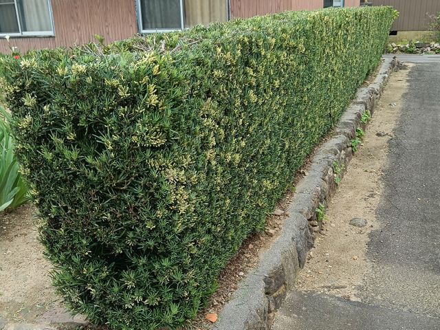 経験27年超のプロが手際よく仕上げる、お庭のケア