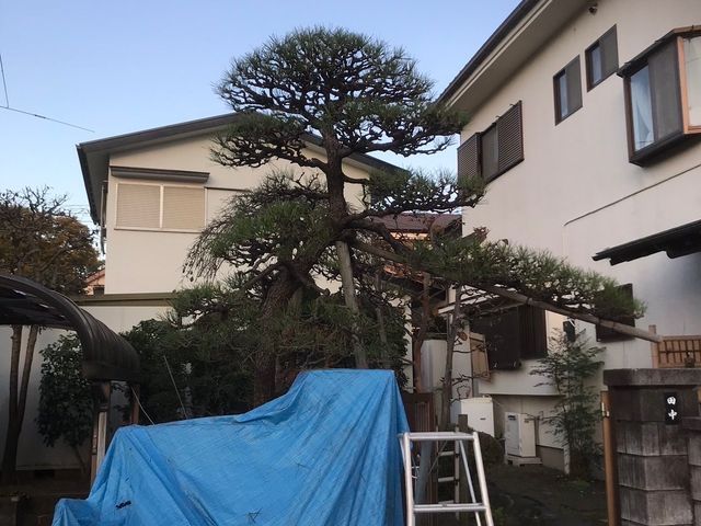 大手経験×5年の実績！個人・法人対応の丁寧な剪定サービス