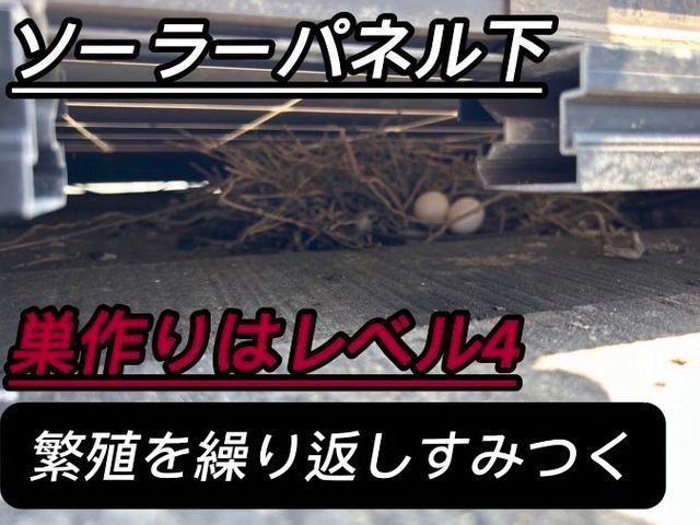 【鳩のしつこい糞被害】解決します！一度ご相談だけでもお待ちしてます♪