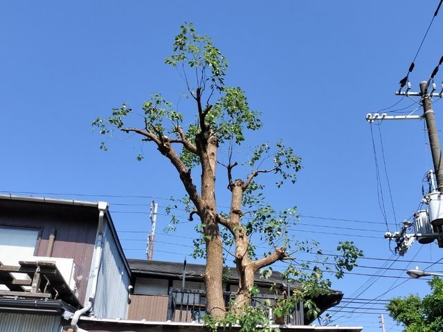 光が入り風が入り自然本来の美しさの気持ちの良さそうな樹木をご提供できます！