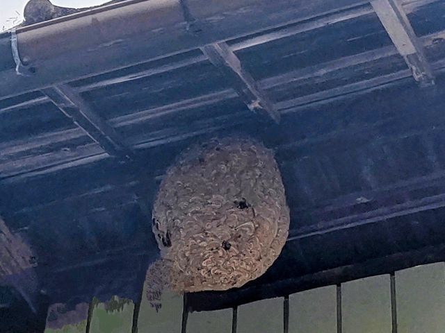 どんなことでもご相談して下さい！蜂の駆除そこにある危険を排除して安心生活を