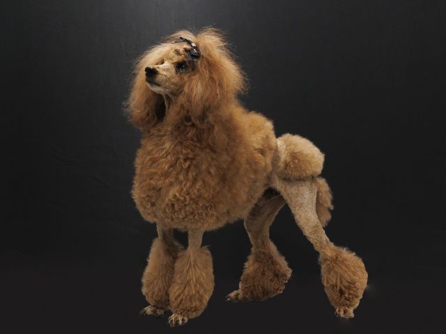 犬と猫の出張撮影☆彡　スタジオ撮影も可  ♫