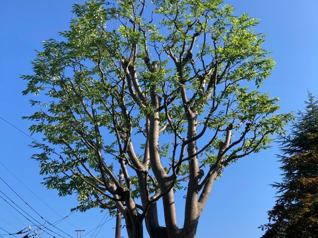 即レス・即対応！造園施工管理技士が安心対応【11/22〜24空きあり】