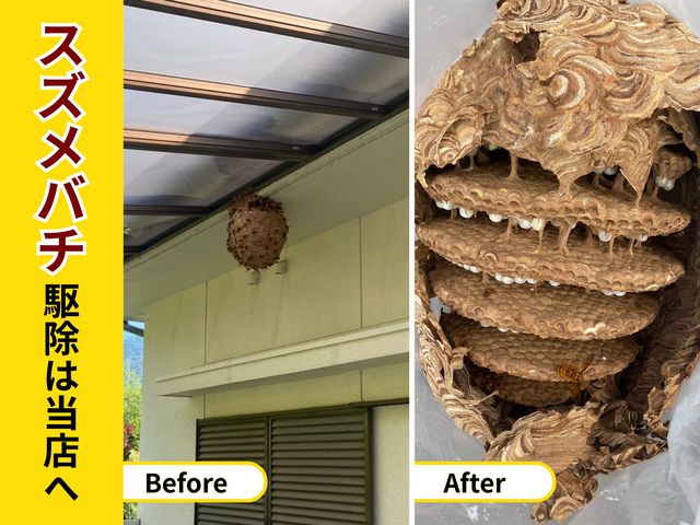 蜂駆除専門家が出動　地域が合えば即日翌日対応可！事前見積☆年内保証☆高評価店☆