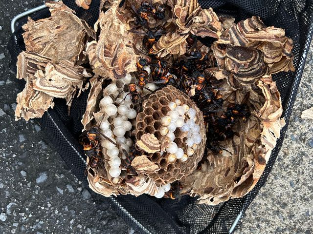 蜂の巣駆除