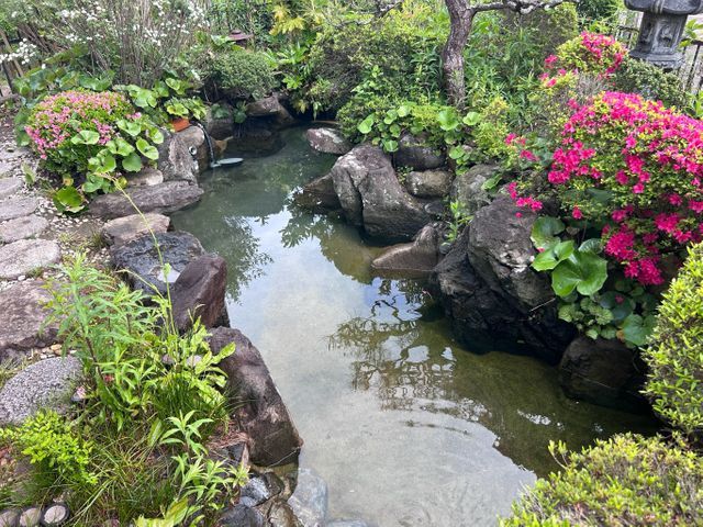 本業は植木屋　池のお掃除もお任せください！