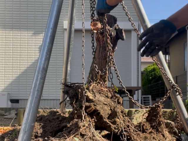 庭木の撤去・伐採。適切な価格で作業!まずはお気軽にお問い合わせください。
