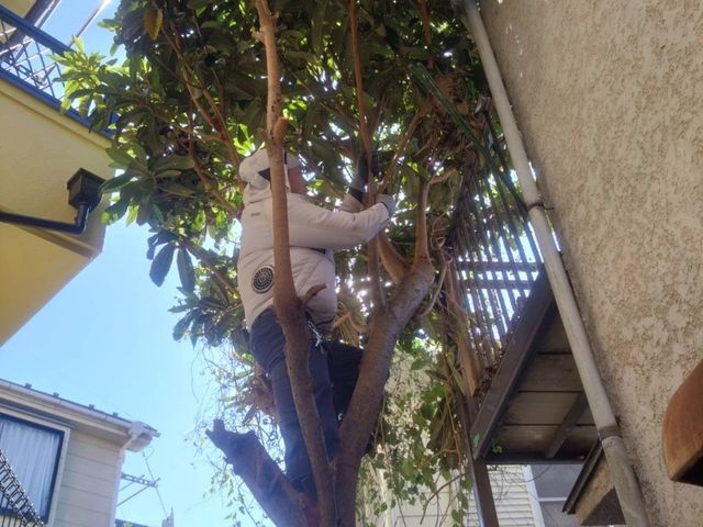 丁寧すぎる！？　植木の伐採・抜根は山本企画へ！