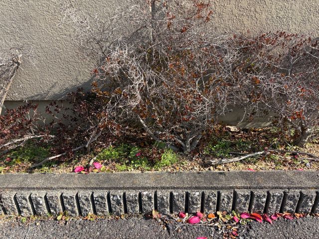 追加料金無し！大手不動産会社も信頼する丁寧・格安の手作業による草むしり