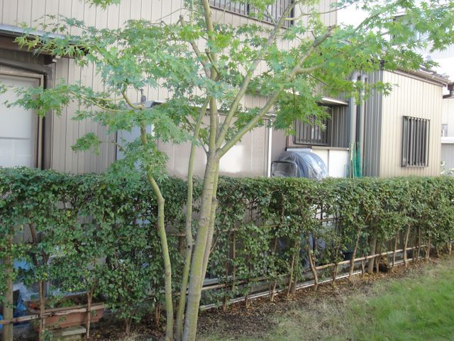大手造園会社での作業経験豊富 国家資格 造園施工管理技士の店長がお伺いします 植木久松の庭木の剪定 くらしのマーケット