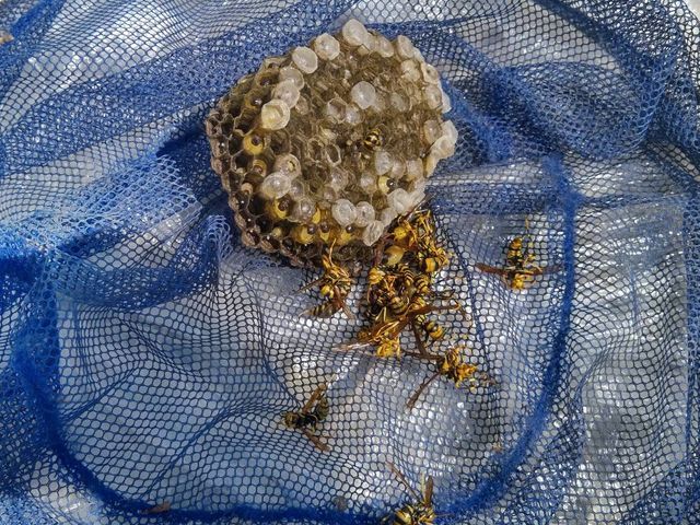 被害が出る前にお任せください！緊急対応！安心価格！地元のお店が安心！