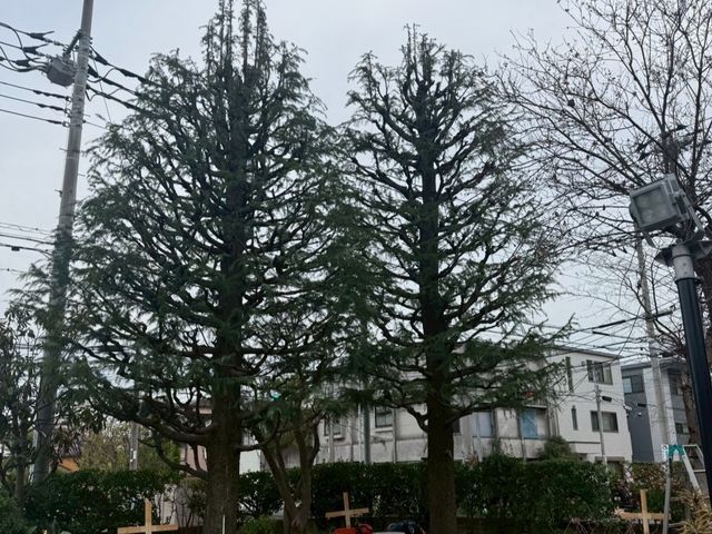 ◤すっきり剪定◢◎越境・採光の悩みを解消◎丁寧ヒアリングで仕上げる庭木ケア