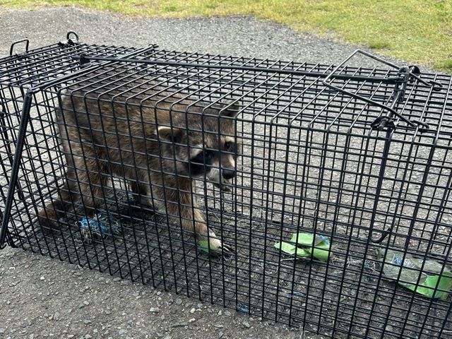 害獣駆除ハクビシン・アライグマ・イタチ　【対応地域外も相談OK】全面施工で再発0